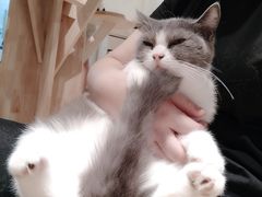 -momokira米努特·德文卷毛猫·棉花面纱犬