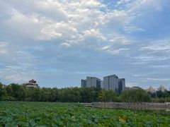 -莲花池公园