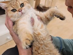 -有喵·猫咖·狗咖·30几只猫10只小狗(岗厦店)
