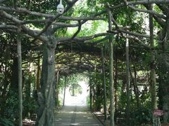-广西壮族自治区药用植物园