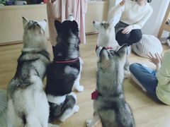 -Husky Go! 哈士奇体验馆·宠物咖啡厅狗咖
