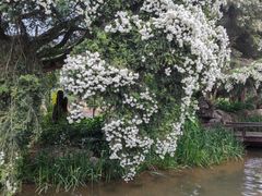 -昆明植物园