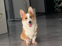 -佳雯宠物医院·皮肤科·内外科(春晓路分院)