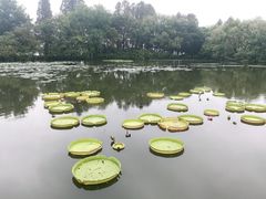 -西湖游船
