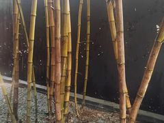 -大树头·森林餐厅(石碁店)