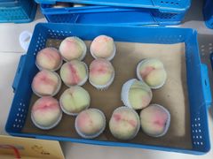 -老袁家蜜桃农场·阳山水蜜桃