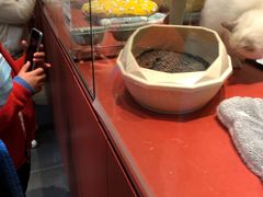 -babydoll猫舍·米努特·德文·缅因(久光中心店)