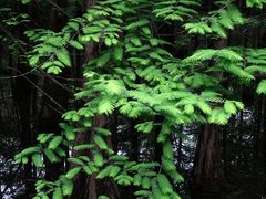 -桤木河湿地公园