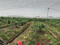 -花山蓝莓采摘园