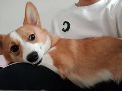 -宠福鑫康馨动物医院·骨科·眼科