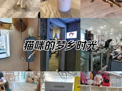 -楼上猫咖(罗湖店)