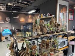 -周忆刺青原创设计定制