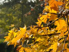 -长白岛森林公园