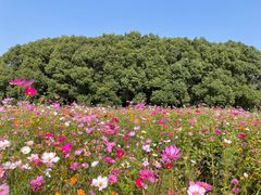 -嘉北郊野公园