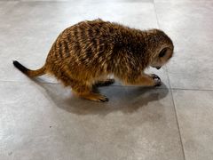 -Honey Bacca 哈尼芭卡高端萌宠(朝阳大悦城店)