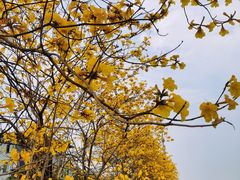 -长洲岛
