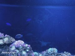 -暹罗海洋世界