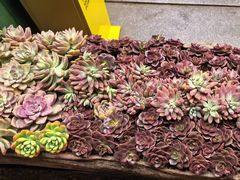 -老姐石板烧烤+铜炭火锅(总店)