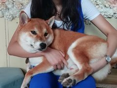 -柴犬高等学院·狗咖·柴犬售卖·宠物训练