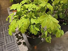 -杏花村水席楼·洛阳水席(老城十字街店)