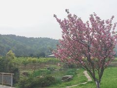 -龙寺生态园