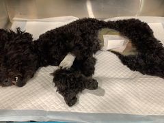 -萌兽医馆·犬猫专科·眼科中心·宠物医院(朝阳门分院)