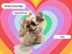 -读宠于你·约克夏比熊·睫角守宫·爬宠售卖(高新店)