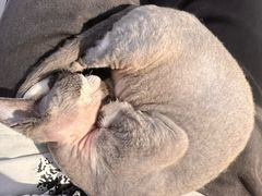 -琪喵猫屋·撸猫猫咖·猫舍