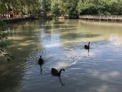 -溱湖国家湿地公园