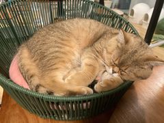 -Cappucimeow猫咪咖啡馆(韦伯时代店)