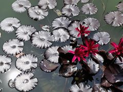 -国家植物园南园