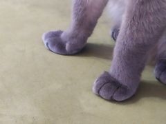 -滚猫咖啡·猫咖·猫友好撸猫(未来城店)