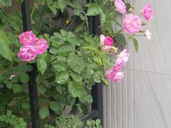 -上海市民办新华初级中学
