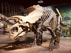 -国家自然博物馆