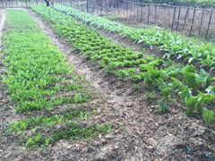 菜园-正宗高流河饭店原创风姜鸡