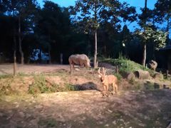 -清迈夜间动物园