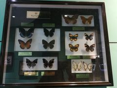 -上海昆虫博物馆