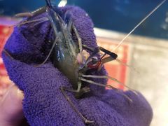 -钳真多钓虾馆·小龙虾海鲜烧烤(九六广场店)