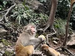 -黔灵山公园