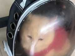 -艾贝尔宠物医院·狂犬免疫点(江山金象城店)