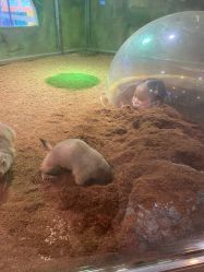 点击看大图 -宝燕乐园(闵行旗舰店)