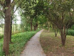 -昆山城市生态森林公园