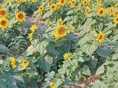 -同里国家湿地公园