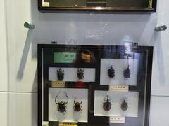 -上海昆虫博物馆