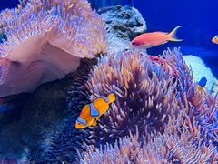 -太平洋海底世界