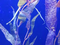 -上海海洋水族馆