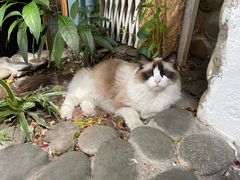 -喵屿·大理花园猫咖