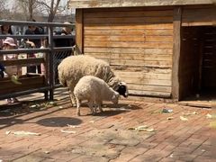 -长白岛森林公园