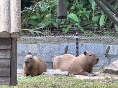 -上海野生动物园