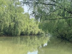-大湾区中央湿地公园